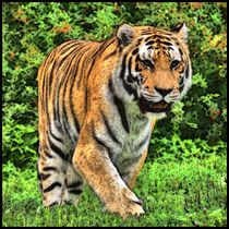 Digital Painting Tiger von kattobello