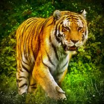 Tiger im Dschungel 1 by kattobello