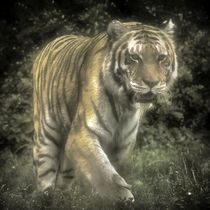 Tiger im Nebel by kattobello