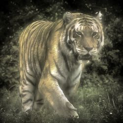 Tiger13