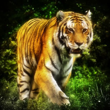 Tiger14