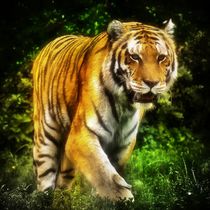 Tiger im Dschungel 2 by kattobello