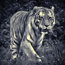 Tiger in schwarz und weiß 3 by kattobello