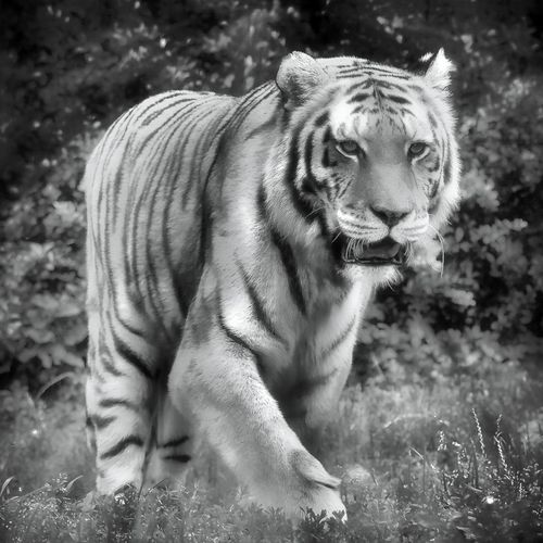 Tiger18