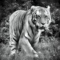 Tiger in schwarz und weiß 2 von kattobello