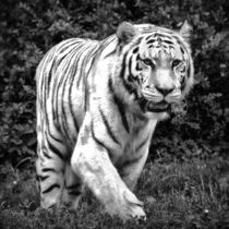 Tiger in schwarz und weiß 1 by kattobello