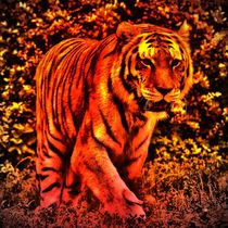 Red Tiger 2 by kattobello