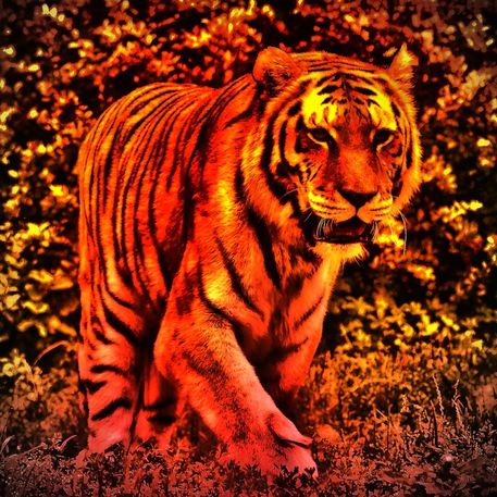 Tiger24