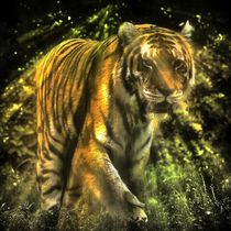 Tiger im Zwielicht by kattobello