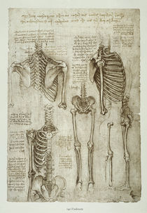 Leonardo / Menschl. Skelett / fol. 142 r von klassik art
