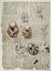 Leonardo / Fötus im Uterus / fol. 197 v by klassik art