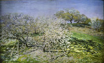 C.Monet, Frühling. Blühende Apfelbäume von klassik art