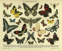 Schmetterlinge / Schautafel um 1905 by klassik art