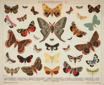 Schmetterlinge / Schautafel um 1905 von klassik art