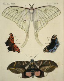 Schmetterlinge / aus Bertuch 1813 von klassik art