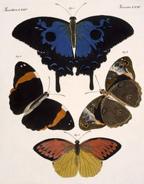 Butterflies / Bertuch 1813 by klassik art