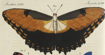 Schmetterling, Hekuba / Bertuch 1810 von klassik art