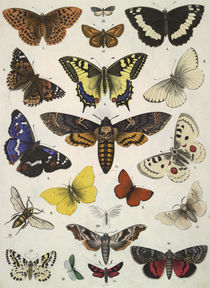 Schmetterlinge / aus Bromme 1861 von klassik art