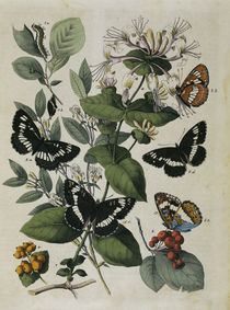 Schmetterlinge – Eisfalter / Buch d. Welt von klassik art