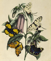 Asiatische Schmetterlinge / Buch d. Welt von klassik art