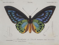 Schmetterlinge – Ornithoptera Urvilleana von klassik art