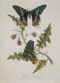 Schmetterlinge –Urania Ripheus / Radierung von klassik art