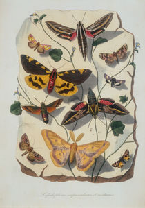 Zoology, Entomology, butterflies and moths / etching by klassik art