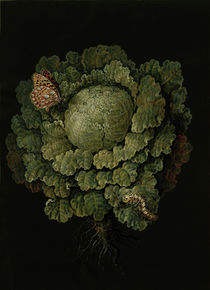 Savoy cabbage / Cabbage head & butterfly by klassik art