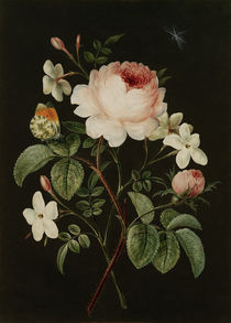 Rose and jasmine flower arrangement by klassik art