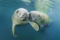 Manatee Couple by Norbert Probst