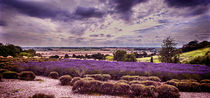 Yorkshire Lavender Panorama von Colin Metcalf