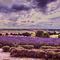 Yorkshire-lavender-1