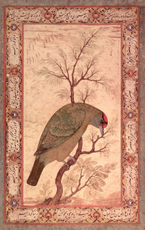 A Barbet Jahangir Period, Mughal by Mansur