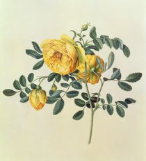 Rosa hemispherica, 18th century by Georg Dionysius Ehret