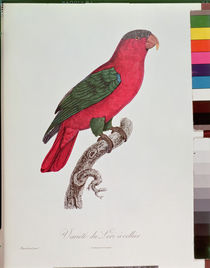 Parrot: Lory or Collared von Jacques Barraband