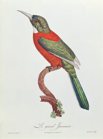 Great Jacamar, engraved by Gromillier von Jacques Barraband