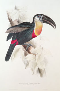Sulphur and white breasted Toucan by Edward Lear