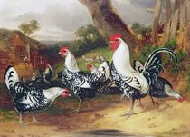 Cockerels in a Landscape by William Joseph Shayer