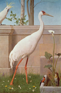 Indian Crane, Cockatoo, Bullfinch and Thrush von Henry Stacey Marks