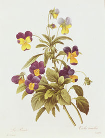 Viola Tricolour by Pierre Joseph Redoute
