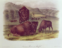 American Bison or Buffalo, from 'Quadrupeds of North America', 1842-45 by John James Audubon