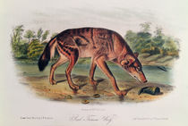 Red Wolf from 'Quadrupeds of North America' by John James Audubon