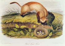 Black-footed Ferret from Quadrupeds of North America by John James Audubon