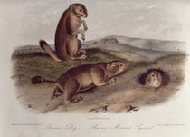 Prairie Dog from 'Quadrupeds of North America' by John James Audubon