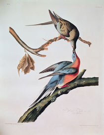 Passenger Pigeon, from 'Birds of America' von John James Audubon