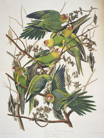 Carolina Parakeet, from 'Birds of America' by John James Audubon
