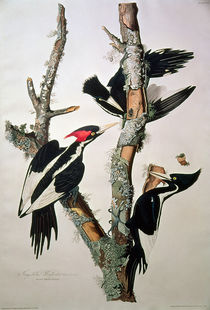 Ivory-billed Woodpecker, from 'Birds of America' by John James Audubon