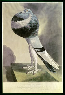 Portrait of Pouter Pigeon by D. Wolsenholme