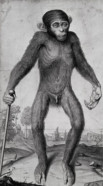 Chimpanzee, 1699 von Michael van der Gucht