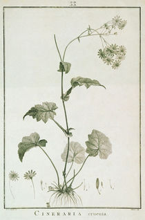 Cineraria Cruenta, from 'Sertum Angelicum' by Pierre Joseph Redoute